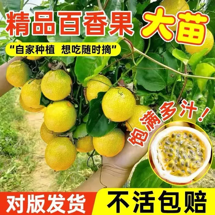 正宗纯甜钦蜜9号黄金百香果树苗嫁接苗带土带叶爬藤庭院阳台盆栽