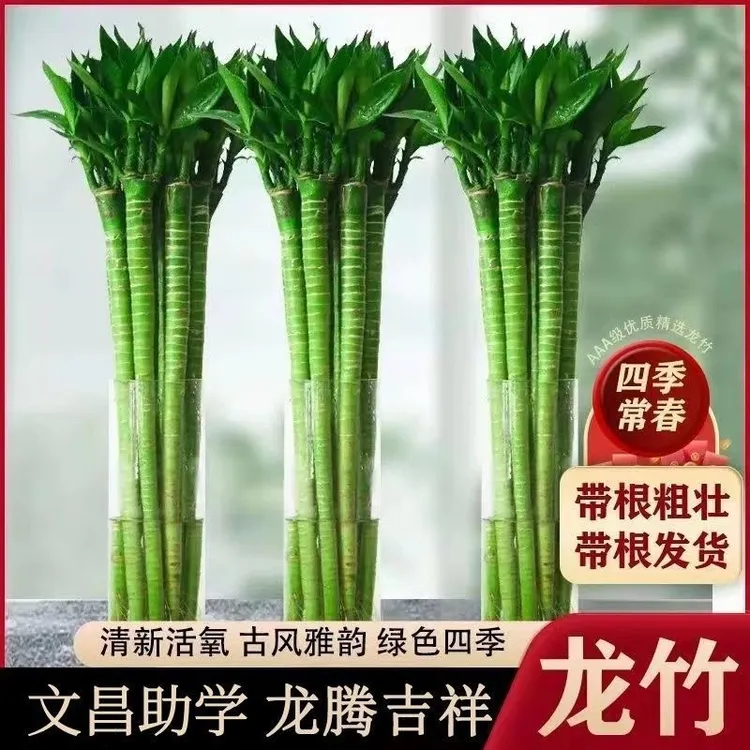 带根龙竹观音竹荷花竹发财竹富贵竹植物水养客厅招财绿植水培花卉