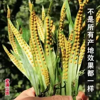 东北长白山黄金草嗷嗷的东北长白山 纯正 孢子多肾草