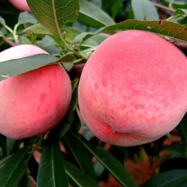 浙江发货三棵 桃蜂糖李秋月梨软籽石榴无花果板栗巧克力甜柿树苗