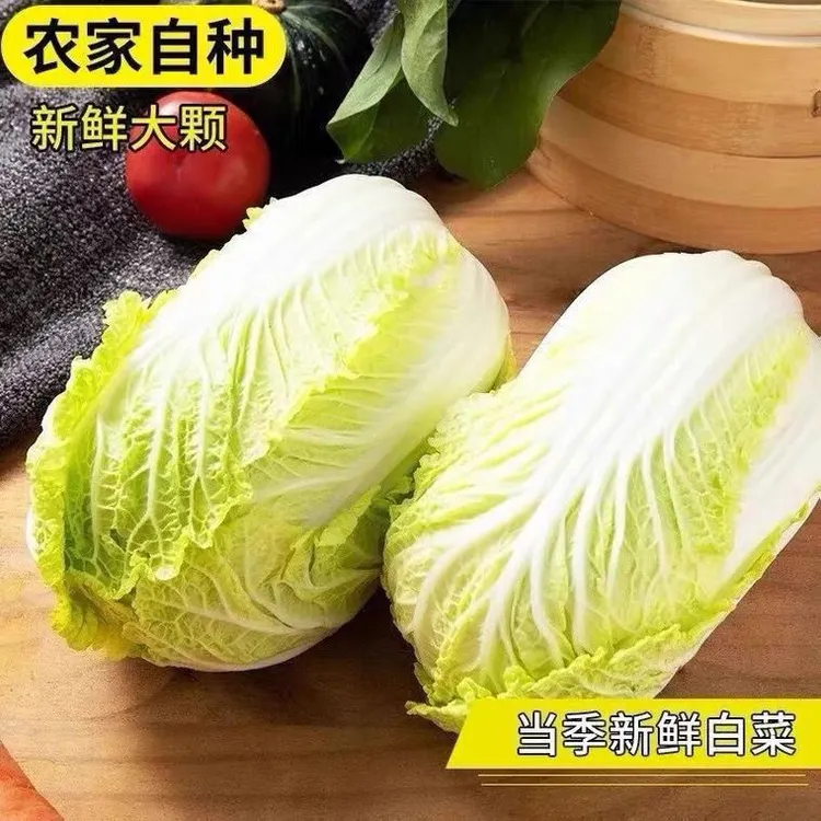 【现砍现发】云南高山新鲜黄心娃娃菜产地现砍现发嫩脆甘甜时令蔬菜