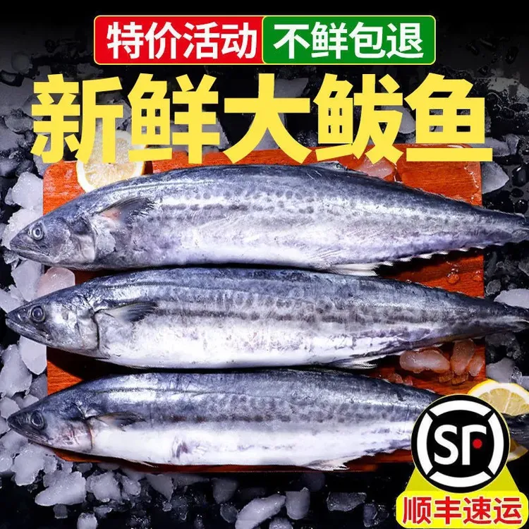 正宗青岛本地海捕鲅鱼马鲛鱼5斤顺丰包邮