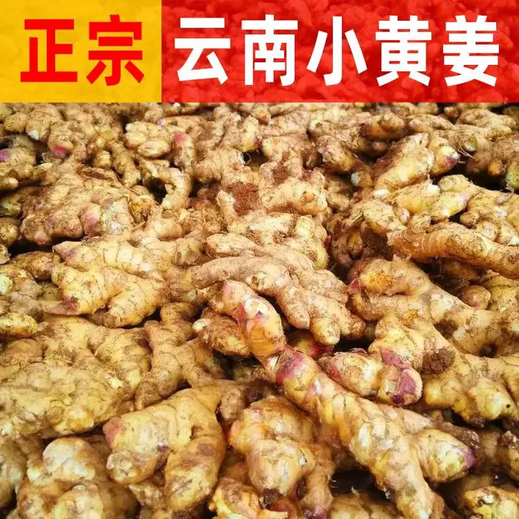 云南高山新鲜现挖 山地小黄姜 产地直发 辛辣味十足1/3/5/9斤包邮