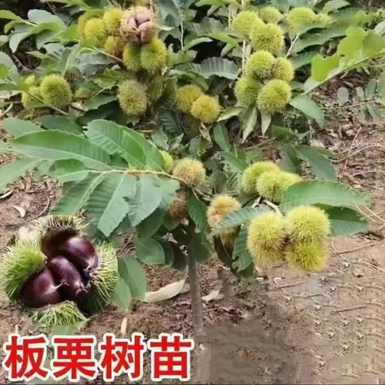 板栗树苗正宗大红袍苗一级苗南北方种植