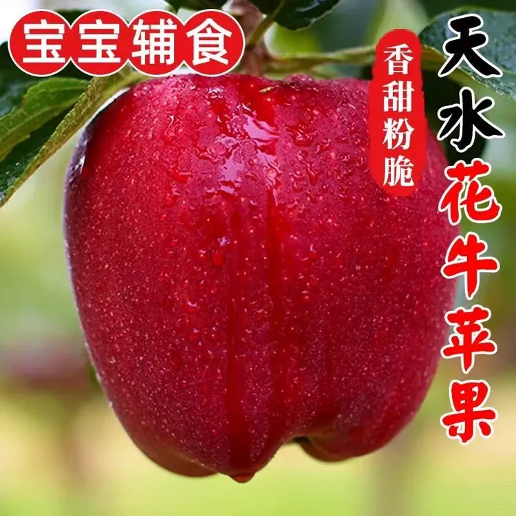 甘肃天水高山花牛苹果头茬新果【现摘现发】