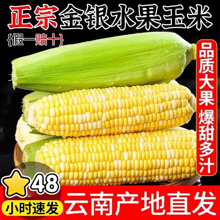 【现摘】云南水果玉米3斤5斤新鲜甜玉米棒爆浆可生吃真金银水果玉米