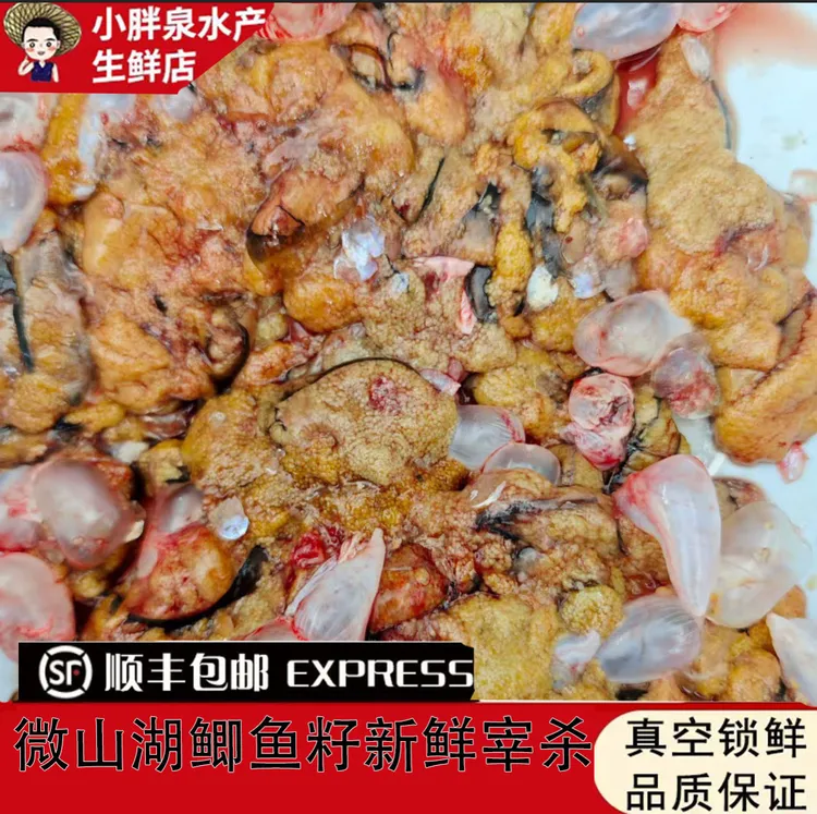 微山湖鲫鱼籽新鲜鲫鱼籽顺丰发货内含鱼泡