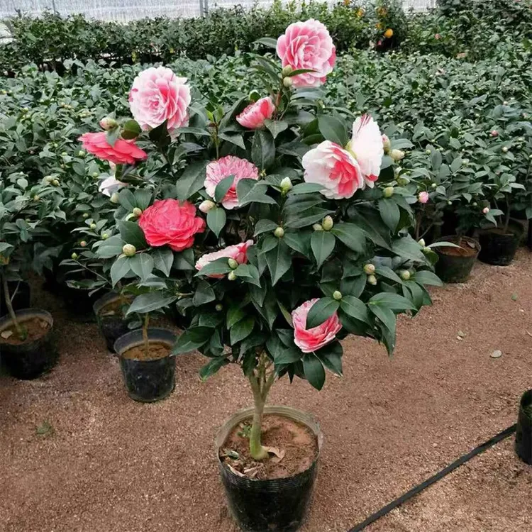 茶花一树多色盆栽树苗香妃五色赤丹山茶花四季常青室内庭院带花苞
