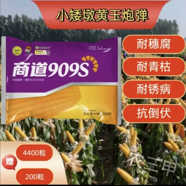 国审商道909S 小矮墩 黄玉炮弹 轴细粒深 红轴玉米