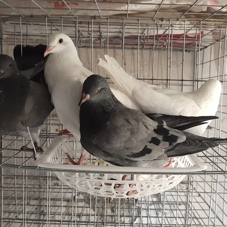 产蛋王落地王疫苗齐全