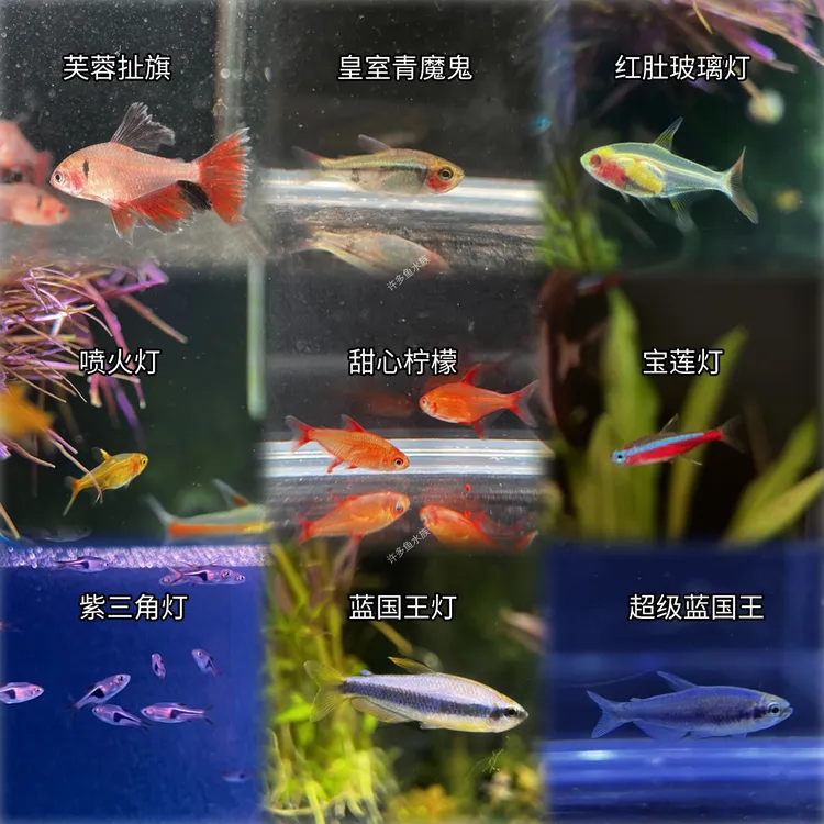 精品灯科鱼大号组合混养红绿灯宝莲灯红肚玻璃皇室青甜心柠檬燕子