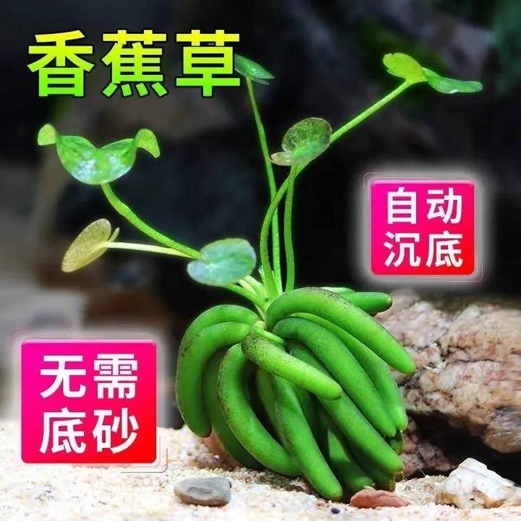 香蕉草水草植物真草鱼缸水草造景鱼草缸绿植微景观养鱼睡莲浮萍