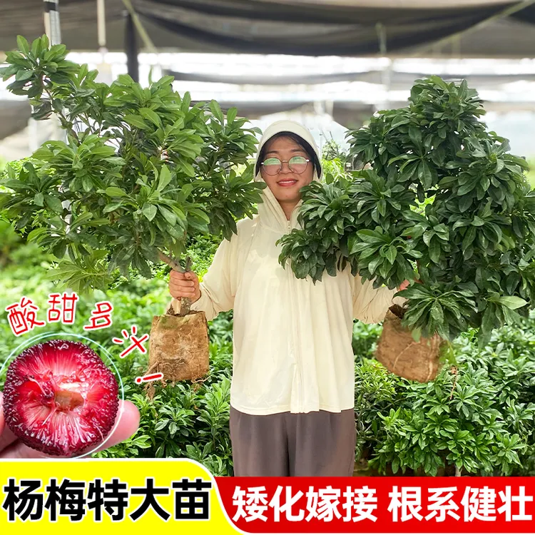 黑炭东魁杨梅果树苗正宗嫁接杨梅苗室外阳台南方北方可种植