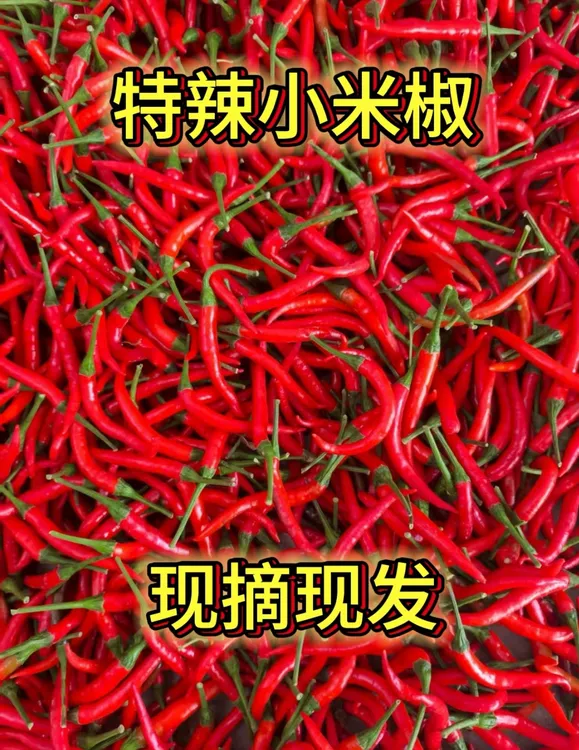 新鲜现摘特辣小米辣椒泡椒剁椒剁椒朝天椒红辣椒现摘现发农家自种
