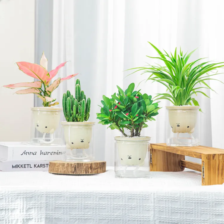 【ins风四件套】小熊懒人吸水盆万重山虎刺梅吉利红室内绿植盆栽