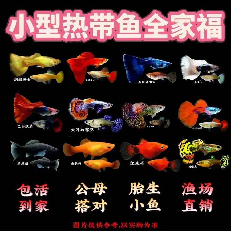 【小全家福】纯种孔雀鱼金牡丹玛丽鱼小型热带鱼观赏鱼好养好繁殖