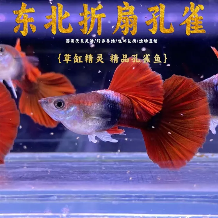 热带观赏孔雀鱼【精品折扇 】包邮包路损 到货拍开箱视频入缸不包损