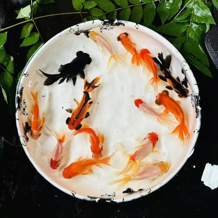 沐豪宠宠【混搭中号金鱼】水族淡水鱼缸冷水小金鱼苗锦鲫观赏鱼混养