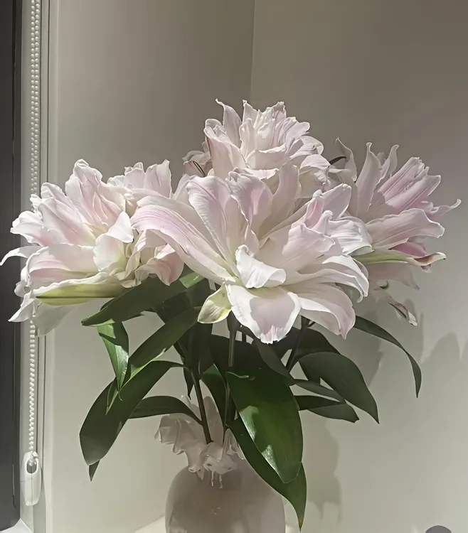 东北鲜花《米兰 粉重瓣百合》超大花型 颜色迷人  顺丰包邮