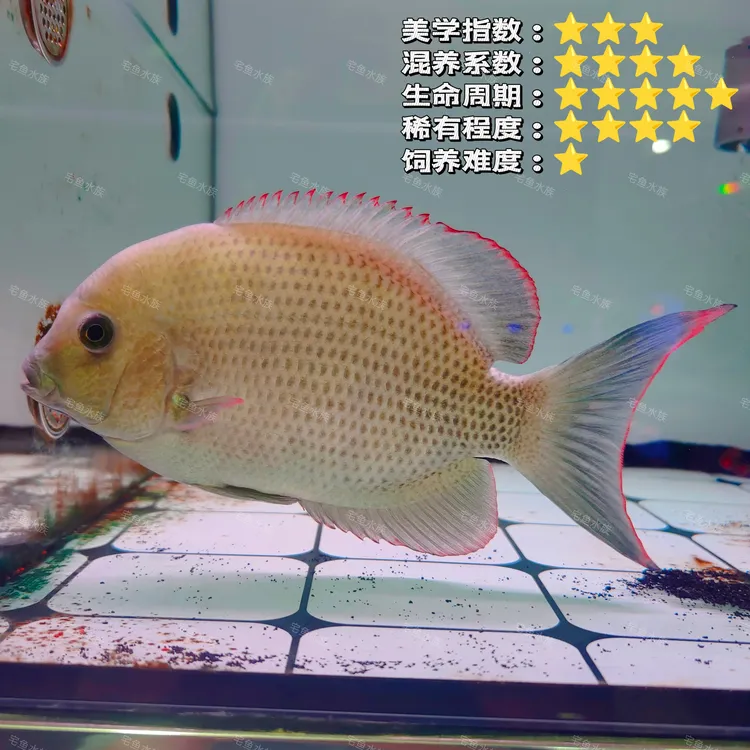 【马达加斯加小恶魔】马拉莫宝石鱼马那莫宝石鱼淡水热带观赏鱼直播