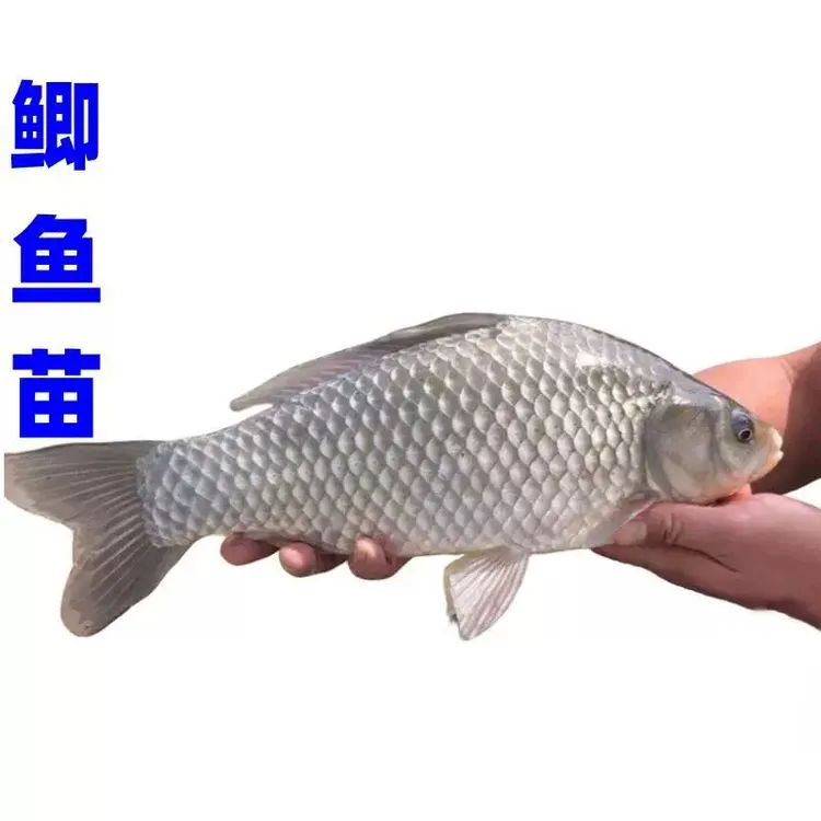中科5号鲫鱼高背鲫土鲫白鲫湘云鲫鱼工程鲫易养少病害包邮包活