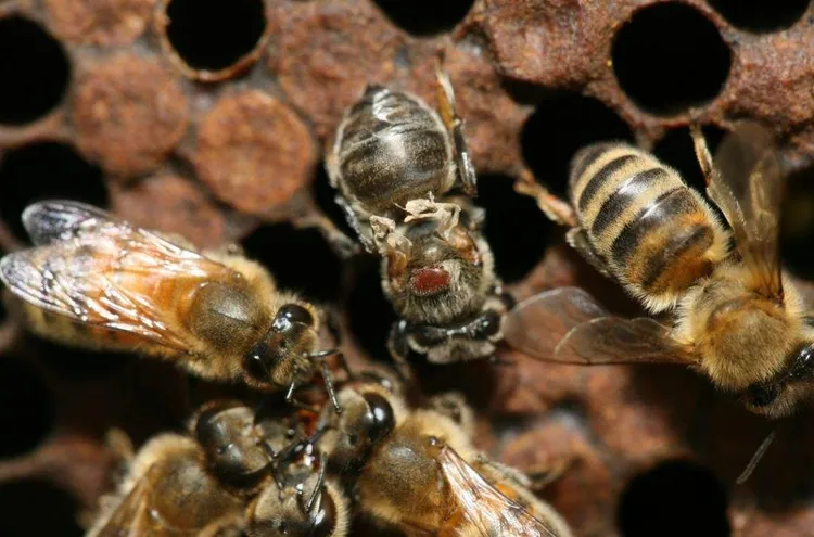 自制甲酸治螨熏蒸器不到6毛钱成本及甲酸治螨用法大全