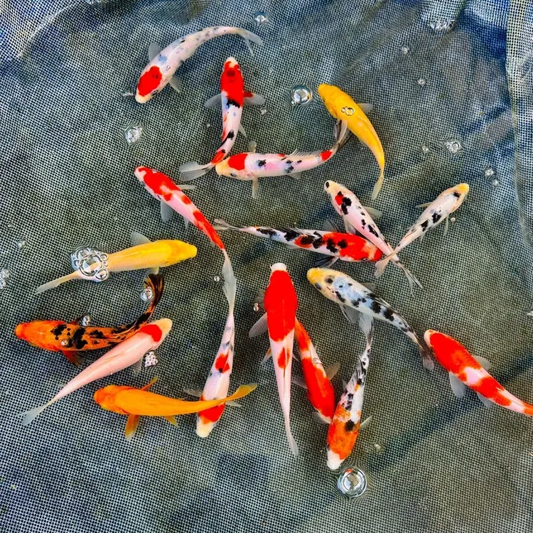 【店铺热卖】纯种锦鲤高档观赏鱼宠物鱼苗鱼场直发随机淡水好养耐活