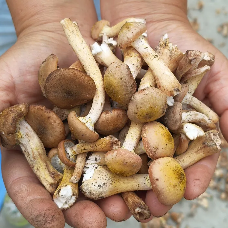野生菌菇 蘑菇头 焯水榛蘑