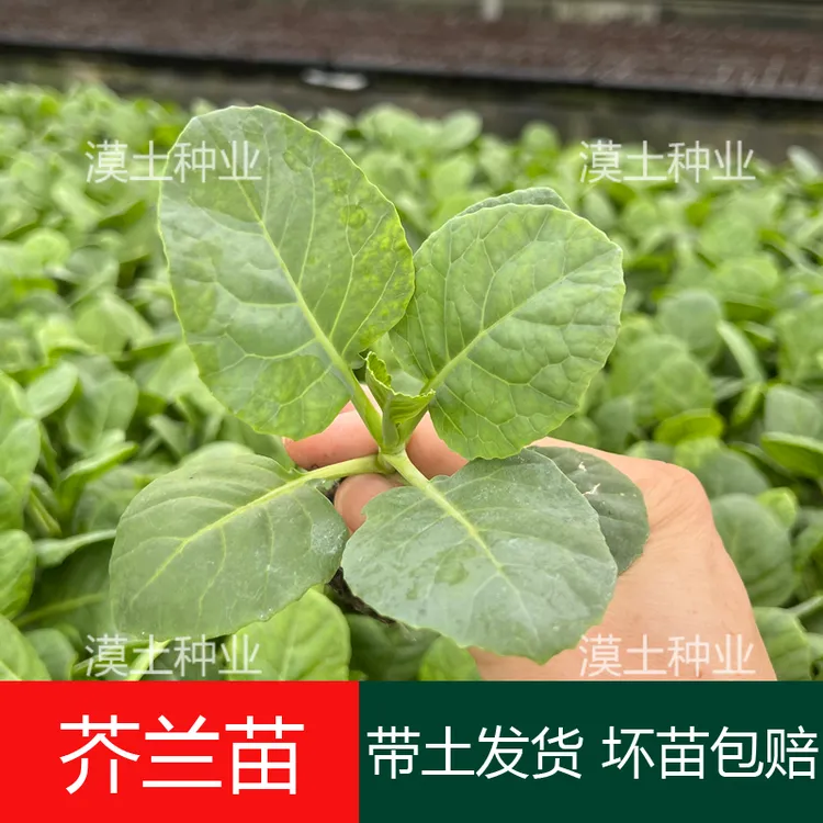 甜脆芥兰菜秧苗甜心绿芥蓝菜广东白花芥兰苗庭院阳台盆栽春秋种植