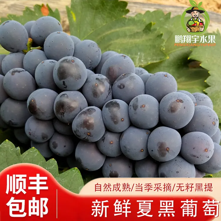【顺丰包邮】正宗山西夏黑葡萄脆甜无籽黑加仑提子当季时令新鲜水果