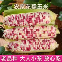 新鲜上市花糯玉米带皮当天现摘甜糯代餐5斤苞米精品原产地