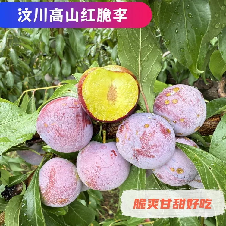 四川汶川高山脆红脱骨李子新鲜当季水果脆甜多汁红脆李