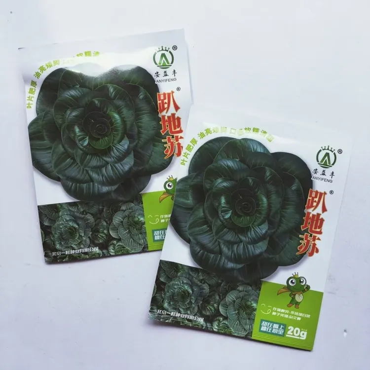 趴地苏青菜种子矮脚叶片肥厚口感软糯清甜耐寒高产