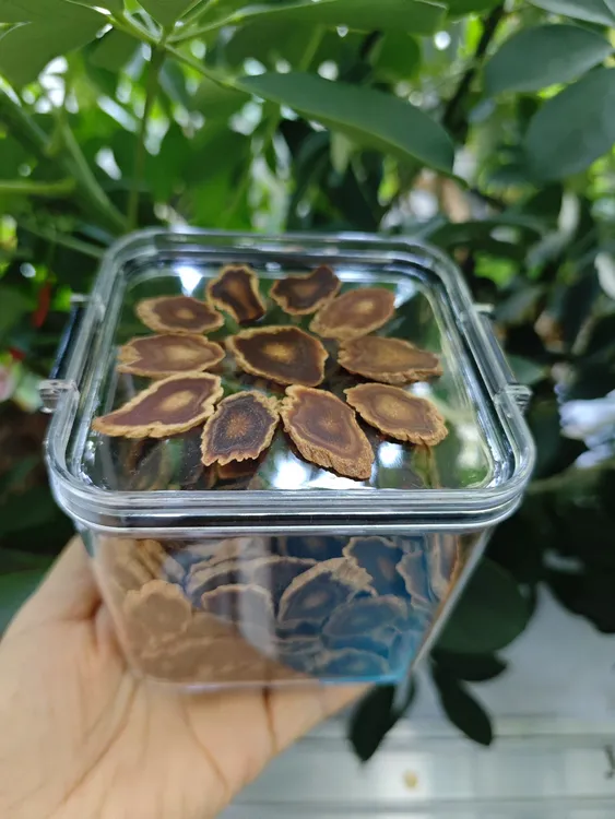 韩种老高丽红参片1.6规格(原切片)