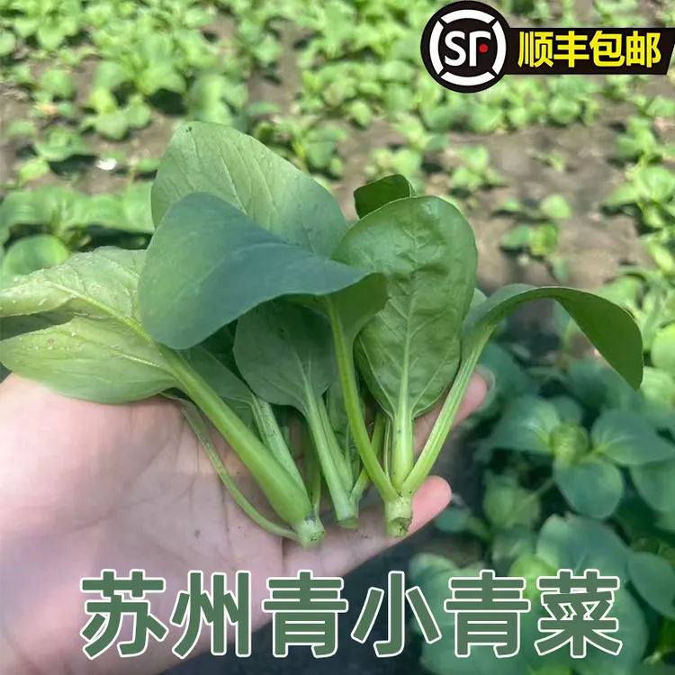 苏州青小青菜现摘现发顺丰包邮