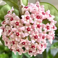 特价彩叶球兰  盆栽精致爆花好养室内客厅植物 云南鲜花绿植