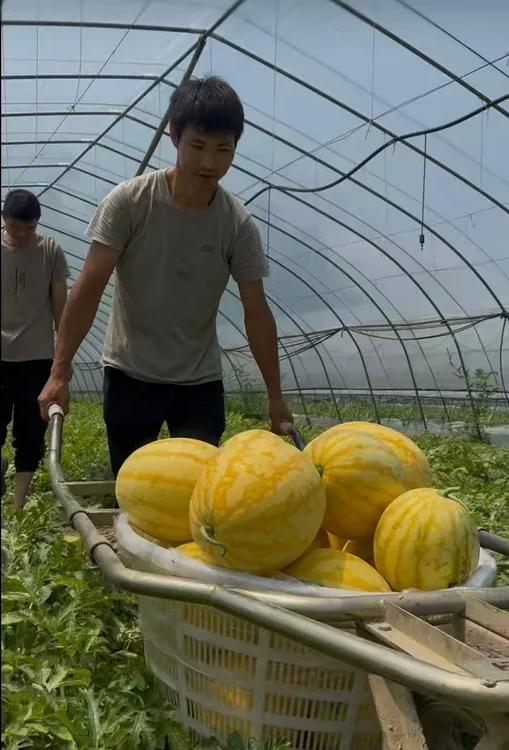 鸿金榜黄皮红壤西瓜种子转色好早熟高糖度麒麟西瓜200粒装