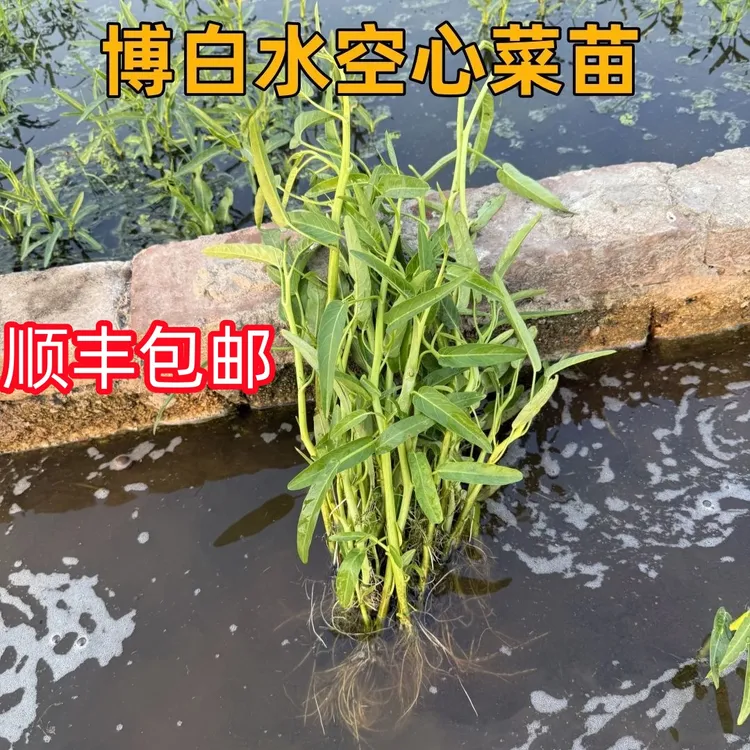 广西博白空心菜种苗秧苗水田水培带根栽种正宗水蕹菜通心菜苗新鲜