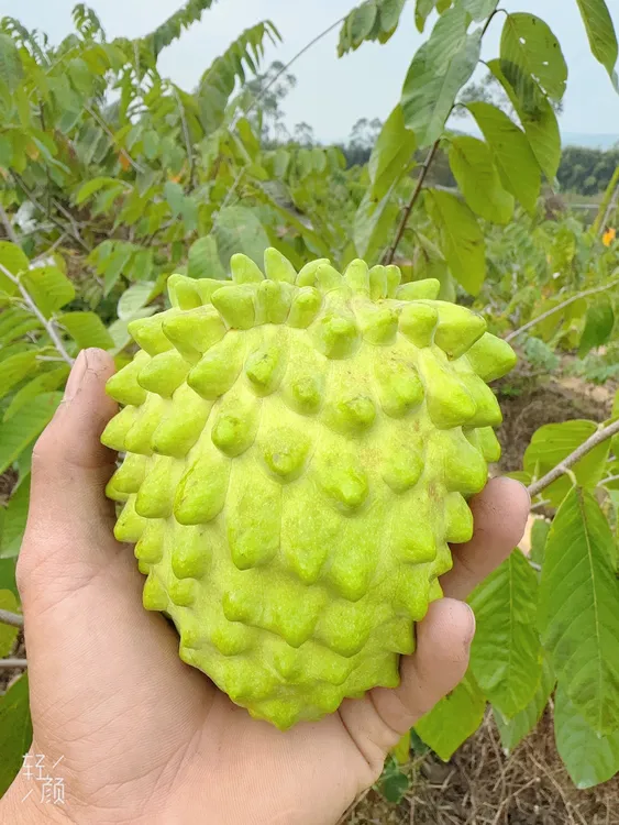 原产地释迦果，颗颗饱满，物美价廉，现摘现发，保证新鲜。