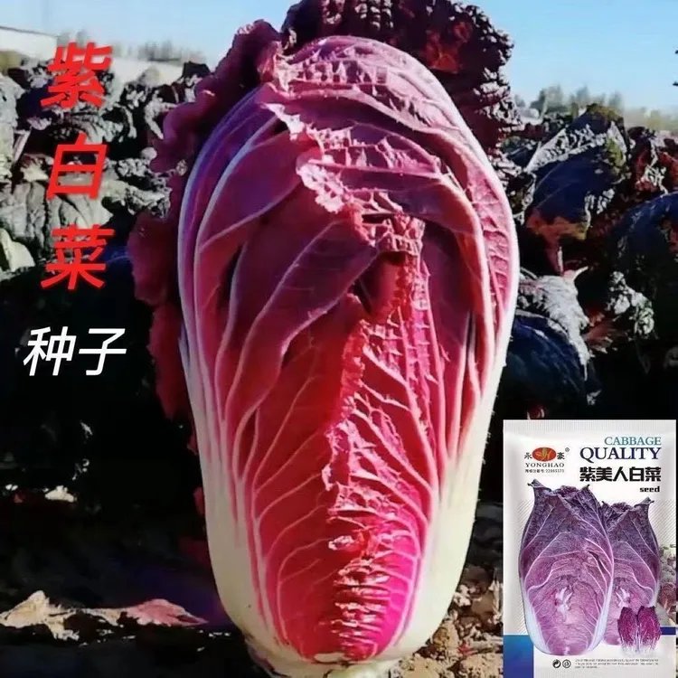 【紫白菜种子】里外紫色白菜四季播种家庭院阳台盆栽邮播寄蔬菜籽