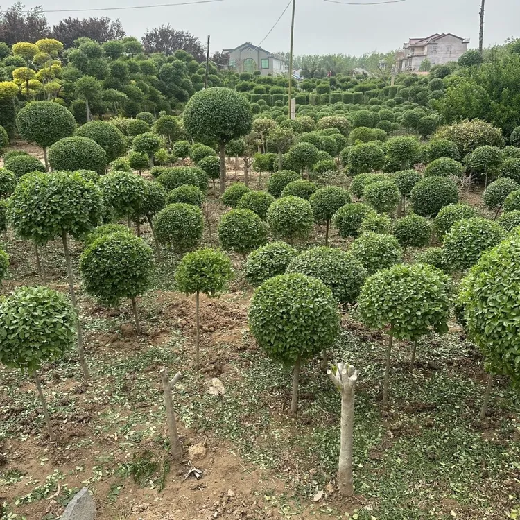 原生独杆小叶棒棒糖地栽盆栽耐寒热四季常青阳台庭院植物花卉绿植