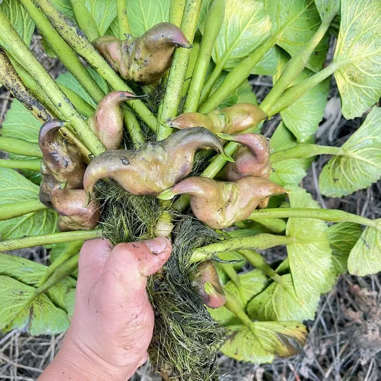 优质菱角种苗池塘水生农作物菱角苗种植青菱角种子两角水果红菱角