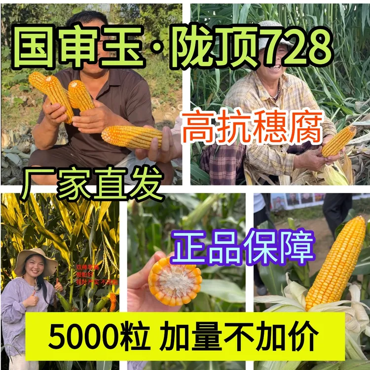 陇顶728【5000粒加量不加价】国审耐旱抗倒伏抗病高产玉米种子