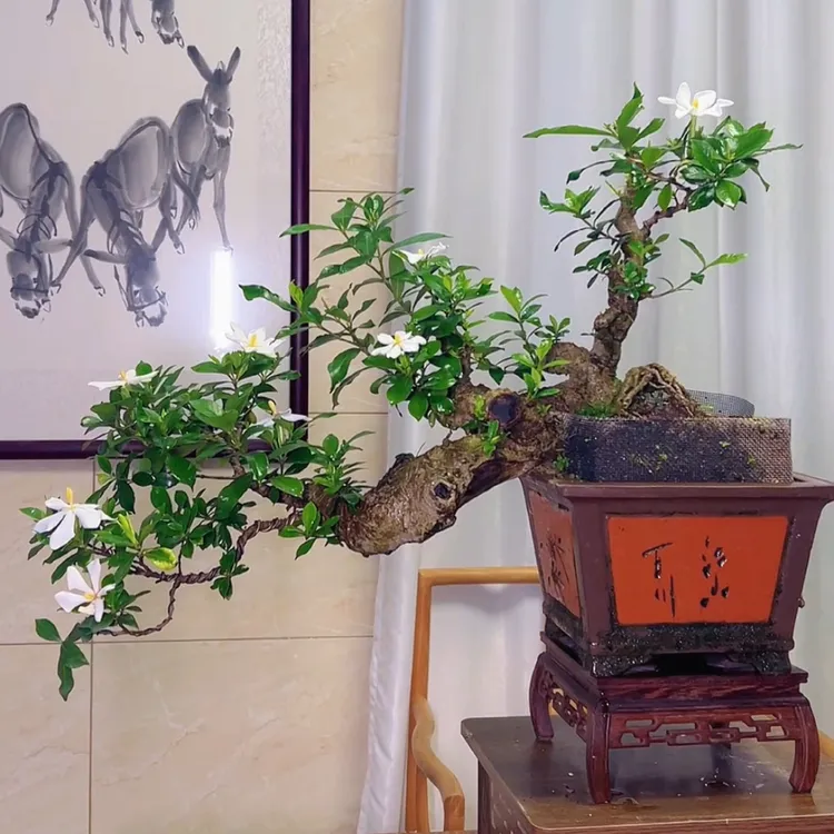 一物一拍悬崖栀子花高60冠幅80适合茶室庭院客厅的精品盆景