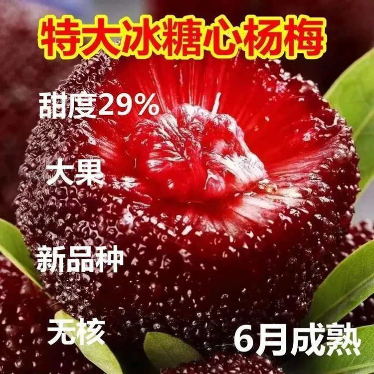 大果耐寒耐寒特大无核冰糖心杨梅树苗盆栽地栽南北方种植当年结果