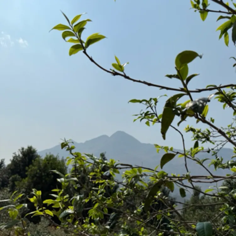 2025 年忙肺普洱茶生茶头春头采