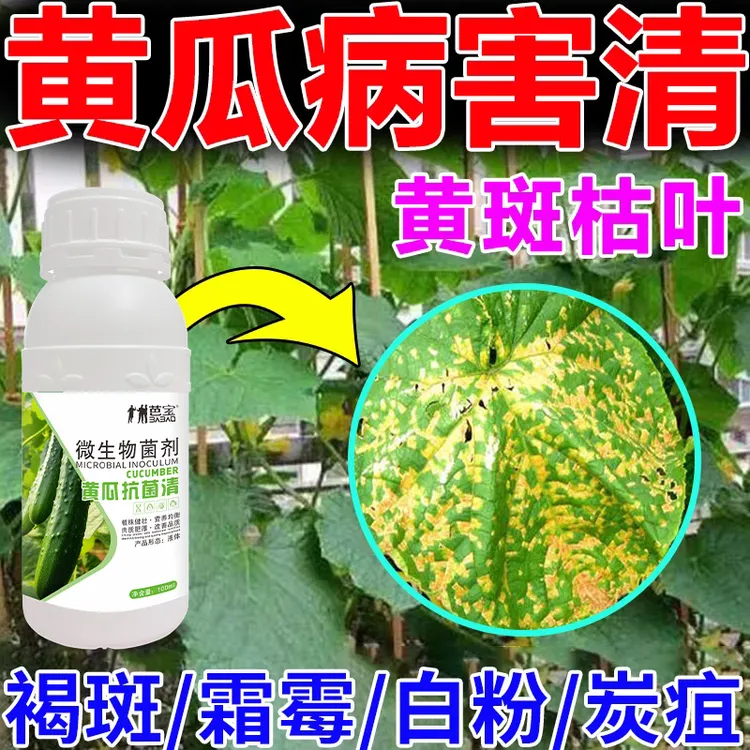 黄瓜病全管靶斑病灰霉病角斑病斑点病霜霉病黄瓜杀菌剂黄瓜专用