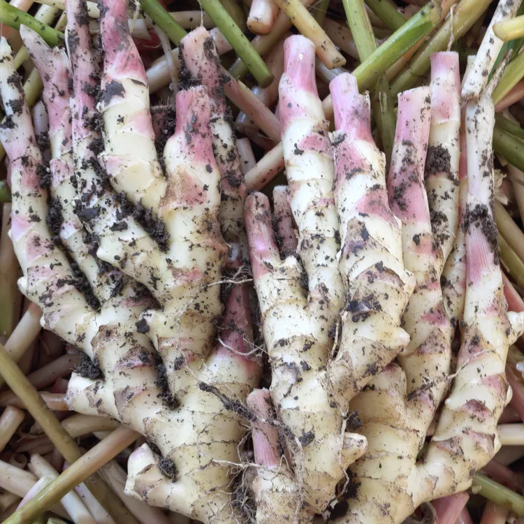 红芽鲜姜指头生姜非云南小黄姜新鲜仔姜子姜