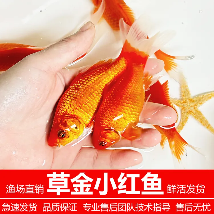 沐豪宠宠草金观赏鱼冷水淡水鱼红色小金鱼好养耐活池塘鱼缸可混养