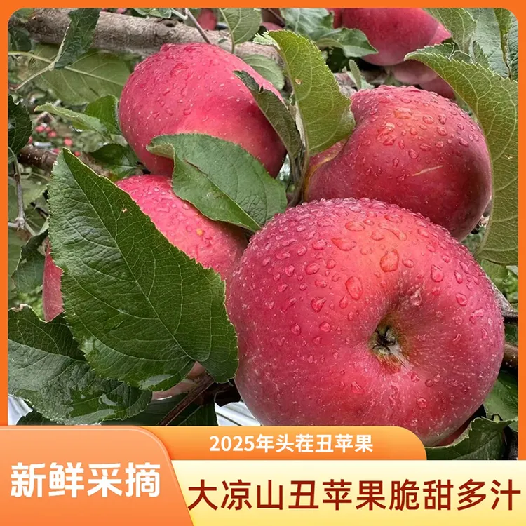 大凉山盐源苹果/现摘现发脆甜多汁重量7.5斤/5斤/4.5斤